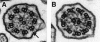 Figure  5