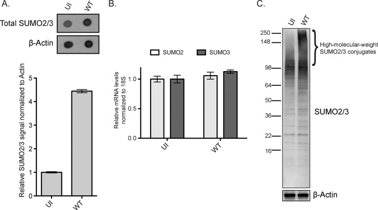 FIG 3