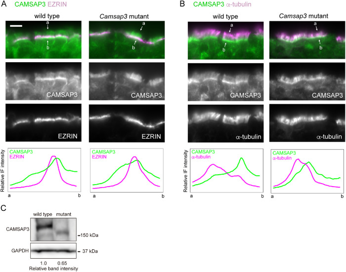 FIGURE 3: