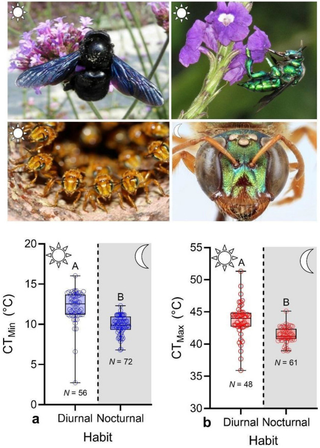 Low heat tolerance and high desiccation resistance in nocturnal bees