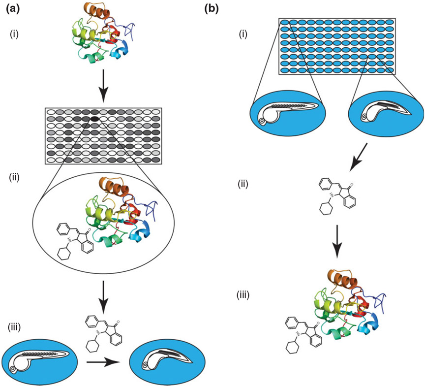 FIGURE 1 ∣