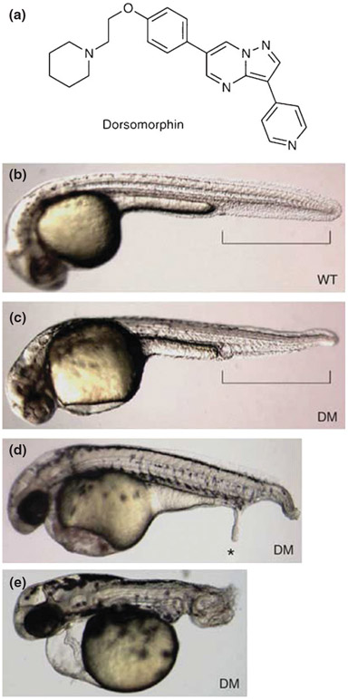 FIGURE 2 ∣