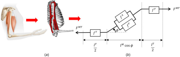 A representation of the muscle-tendon complex in the arm modeled by homogenized hill-type models. Each dark grey line in (a) is a homogenized MT complex described by the model shown in (b).