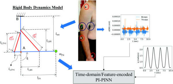 Overview of the application of this framework to the recorded motion data. The location of the motion capture markers is circled in red and the EMG sensors in blue. The simplified rigid body model is used in the forward dynamics equations within the framework with appropriately scaled anthropometric properties (for geometry) and physiological parameters (for muscle tendon material models). The raw sEMG signals are mapped to the target angular motion of the elbow and used to simultaneously characterize the MSK system using the proposed frameworks for PI-PINN.