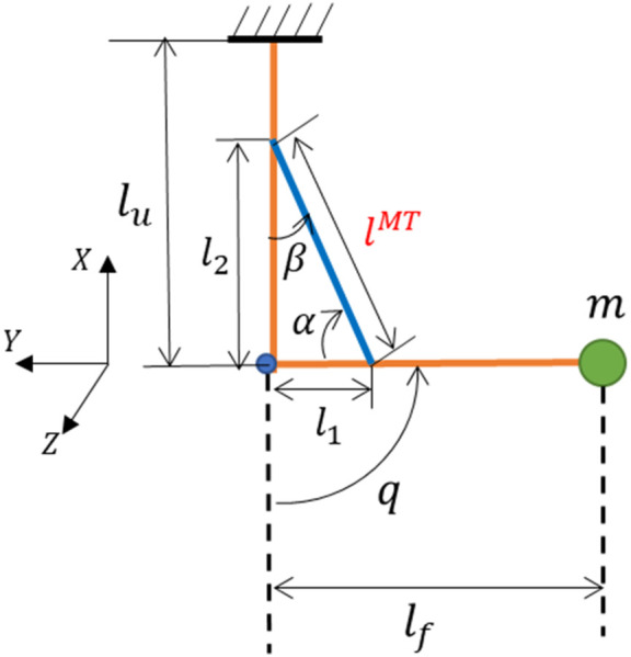 Simplified model to explain geometrical relations between lM and lMT