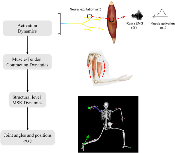 A flowchart depicting the interaction of the different subsystems related to the motion of the MSK system. Excitation from neurons is transmitted to muscle fibers (activation dynamics) that contract to produce force (muscle-tendon contraction dynamics). These forces generate torques at the joints (structural level MSK dynamics), leading to joint motion. The boxed entities are the nonlinear differential equations that relate to the different states of the system.