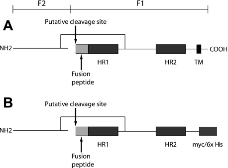 FIG. 1.