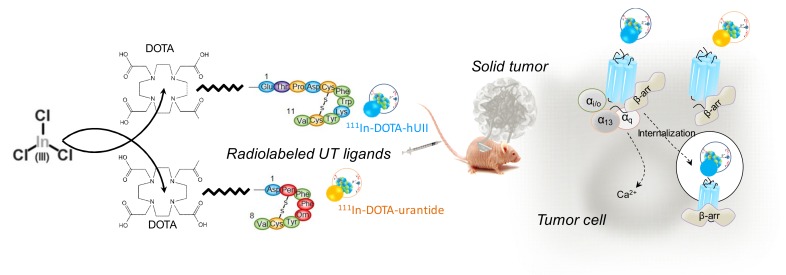 Development of Novel 111-In-Labelled DOTA Urotensin II Analogues for ...