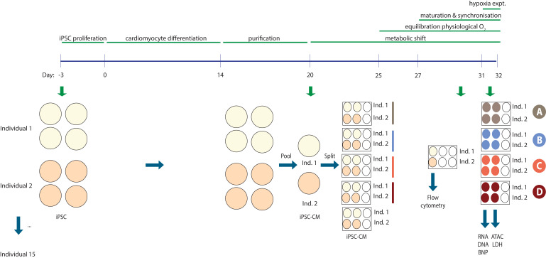 Figure 1—figure supplement 1.