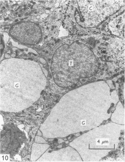 Fig. 10