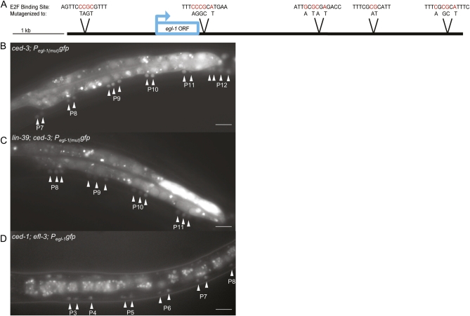 Figure 5 