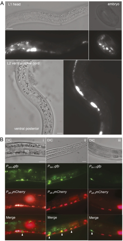 Figure 6 