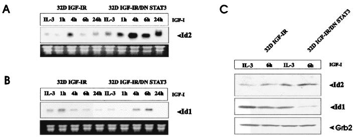 FIG. 1