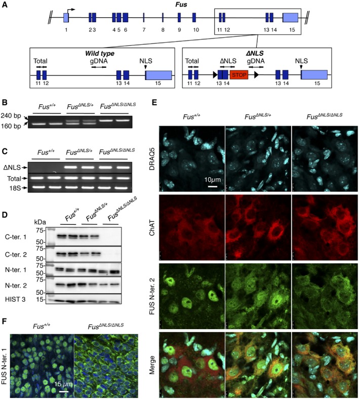 Toxic gain of function from mutant FUS protein is crucial to trigger ...