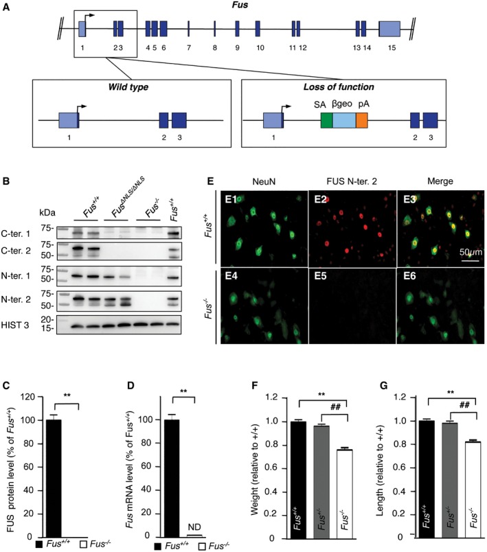 Toxic gain of function from mutant FUS protein is crucial to trigger ...