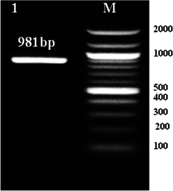 Fig. 16