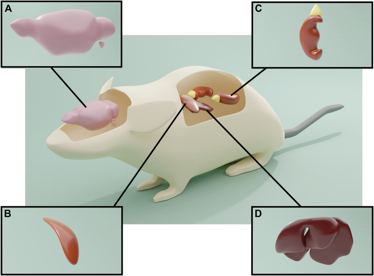 FIGURE 4