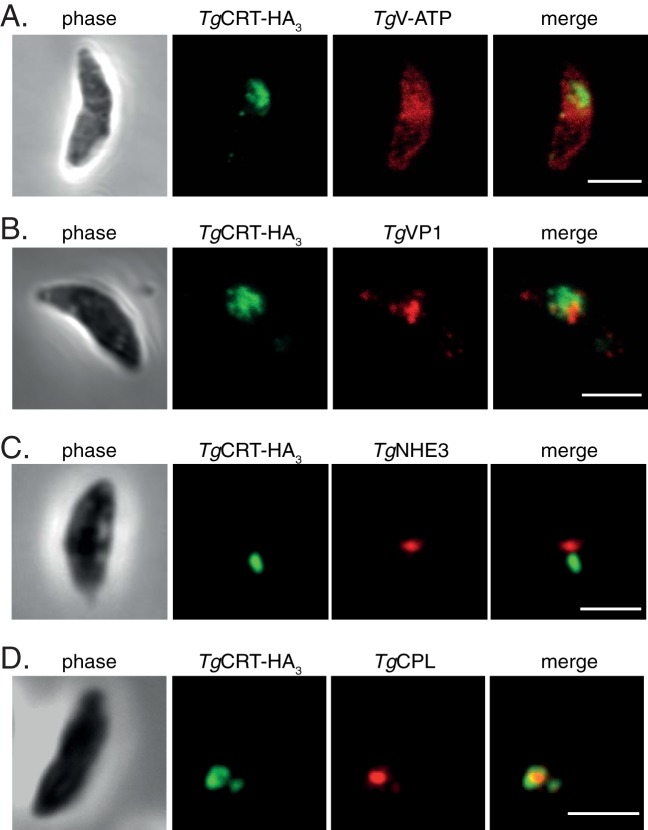 FIG 3