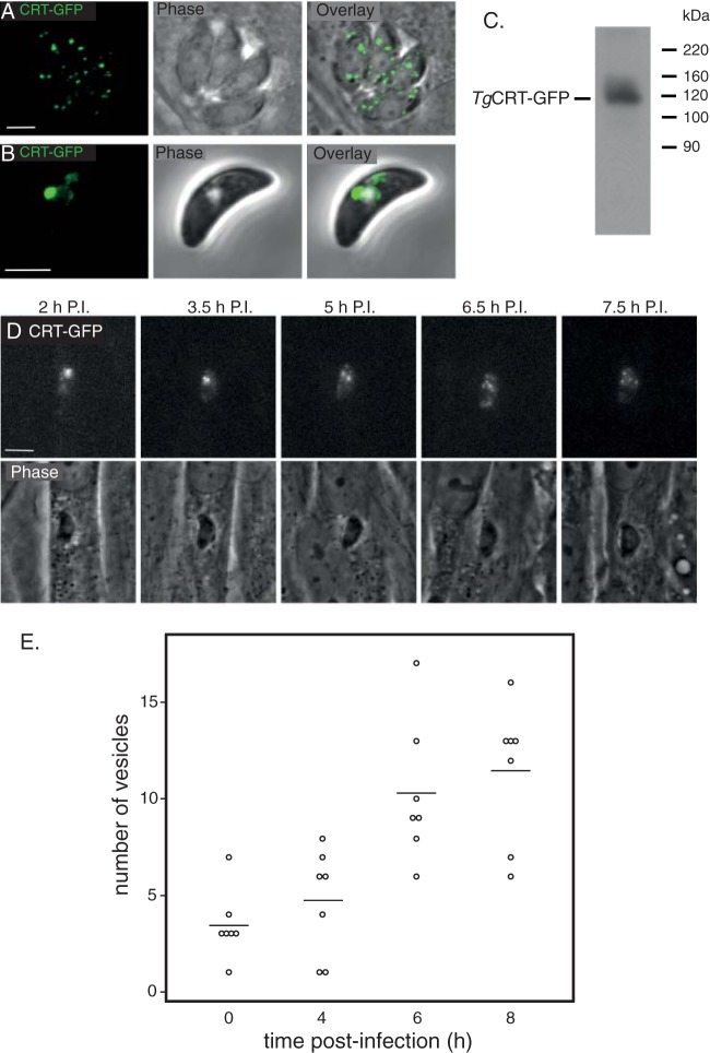 FIG 4