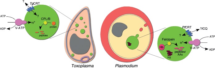 FIG 8