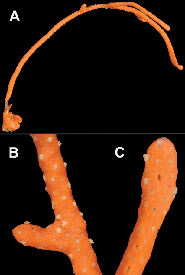 Figure 31.