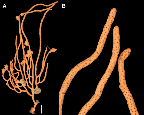 Figure 29.