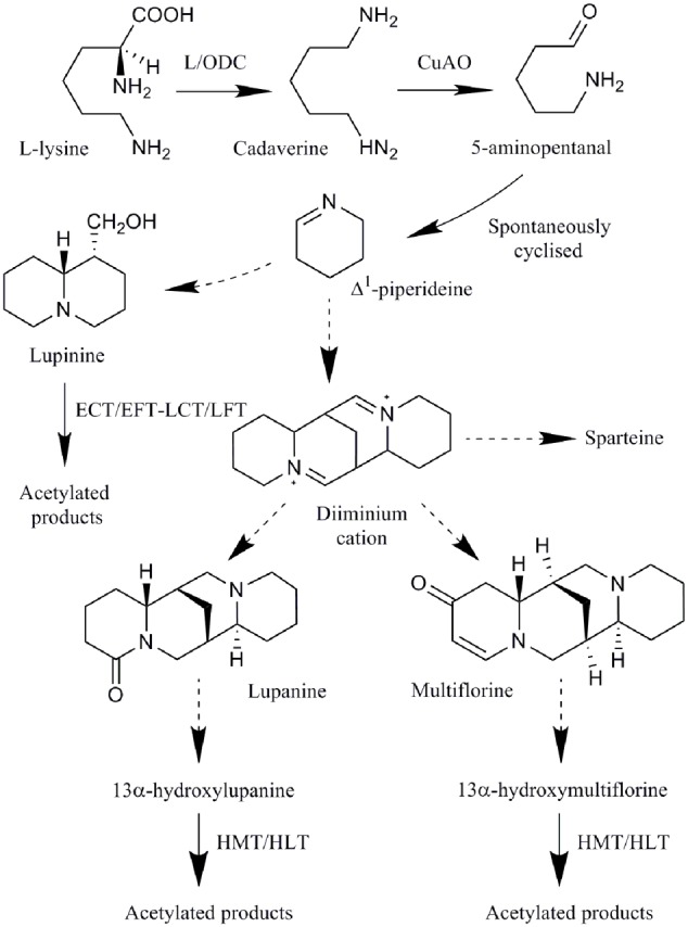 FIGURE 1