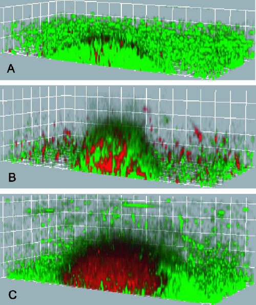 FIG. 2.