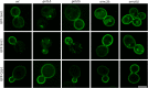 Figure 3