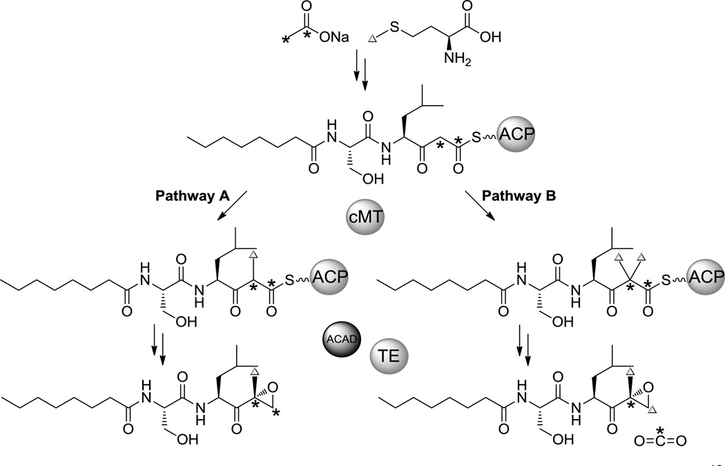 Scheme 2