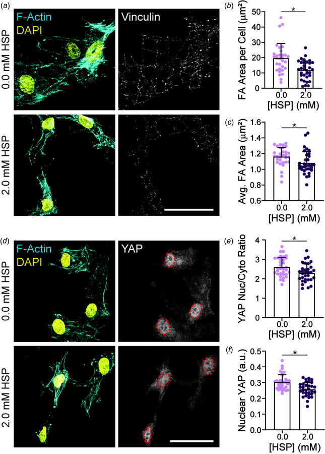 Crimped DexVS fibrous matrices regulate EC mechanosensing. Confocal fluorescent images of ECs on DexVS matrices functionalized with variable HSP concentrations and stained for (a) vinculin and (d) YAP. F-actin (cyan), nuclei (yellow). Quantification of (b) total focal adhesion area per cell, (c) average area of single focal adhesions (n ≥ 31 cells), (e) YAP nuclear to cytoplasmic ratio, and (f) nuclear YAP intensity (n ≥ 32 cells). Scale bars: 50 μm. All data presented as mean ± standard deviation; *p < 0.05.