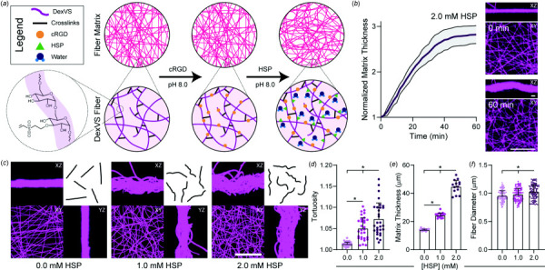 Functionalization of hydrogel fibers with HSP induces crimp in DexVS matrices. (a) Schematic representation of DexVS fibers with controlled adhesive ligand and crimping via functionalization with the cell adhesive peptide cRGD and hydrophilic swelling peptide (HSP, peptide sequence: CGRDGS), respectively. (b) Matrix thickness quantified over time immediately after adding 2.0 mM HSP (n = 6 matrices). (c) Confocal fluorescent images and orthogonal maximum intensity projections of DexVS matrices functionalized with variable HSP concentrations with representative fiber outlines. Scale bar: 50 μm. Quantification of (d) fiber tortuosity (n = 30 fibers), (e) matrix thickness (n = 14 matrices), and (f) fiber diameter (n = 100 fibers) as a function of HSP concentration. All data presented as mean±standard deviation; *p < 0.05.