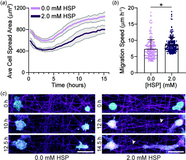 EC spreading and migration dynamics on crimped DexVS matrices. (a) Average cell spread area over 16 h after seeding on DexVS matrices functionalized with various HSP concentrations (n = 6 fields of view). (b) Migration speed as a function of HSP concentration (n ≥ 197 cells). (c) Representative time-lapse images of lifeAct-GFP expressing ECs on DexVS matrices functionalized with 0.0 and 2.0 mM HSP. Arrows indicate matrix alignment between interacting cells. F-actin (cyan), DexVS fibers (magenta). Scale bars: 50 μm. All data presented as mean ± standard deviation; *p < 0.05.