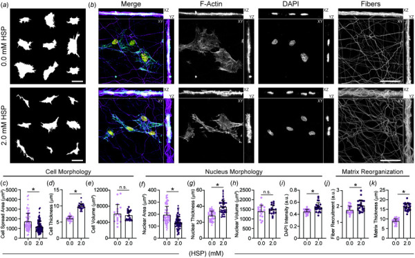 Crimped DexVS fibrous matrices regulate EC morphology and physical matrix remodeling. (a) Cell outlines of nine representative cells as a function of HSP concentration. (b) Confocal fluorescent images and orthogonal maximum intensity projections of ECs in DexVS matrices functionalized with varying HSP concentration. F-actin (cyan), DexVS fibers (magenta), nuclei (yellow). Quantification of (c) cell spread area (n ≥ 74 cells), (d) cell thickness (n = 24 cells), (e) cell volume (n = 18 fields of view), (f) nuclear area (n ≥ 72 nuclei), (g) nuclear thickness (n = 50 nuclei), (h) nuclear volume (n = 18 fields of view), (i) average DAPI intensity (n = 24 nuclei) (j) fiber recruitment (n = 24 fields of view), and (k) final matrix thickness (n = 24 fields of view). Scale bars: 50 μm. All data presented as mean±standard deviation; *p < 0.05.