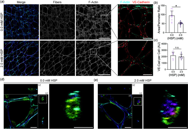 EC network formation on crimped DexVS matrices. (a) Confocal fluorescence images of ECs and fibers after 5 days of culture on low density DexVS matrices functionalized with variable HSP concentrations. F-actin (cyan), DexVS fibers (magenta), nuclei (yellow). Scale bar: 300 μm. Dashed boxes indicate locations of higher magnification images depicting VE-cadherin expression at cell-cell junctions. Scale bar: 50 μm. (b) Cell area/perimeter ratio (n = 12 fields of view) and (c) total VE-cadherin fluorescent intensity normalized to cell density (n = 8 fields of view) as a function of HSP concentration. Representative confocal fluorescent images and z-plane cross sections of tube-like structures in (d) control and (e) crimped matrix conditions. Scale bar: 10 μm. Dashed boxes indicate locations of higher magnification. Scale bar: 5 μm. All data presented as mean ± standard deviation; *p < 0.05.