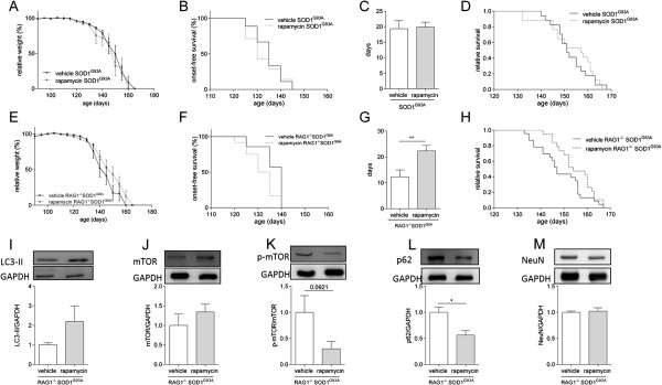 Rapamycin increases survival in ALS mice lacking mature lymphocytes - PMC