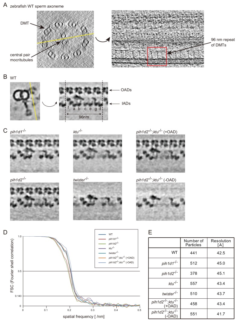 Figure 3—figure supplement 1.