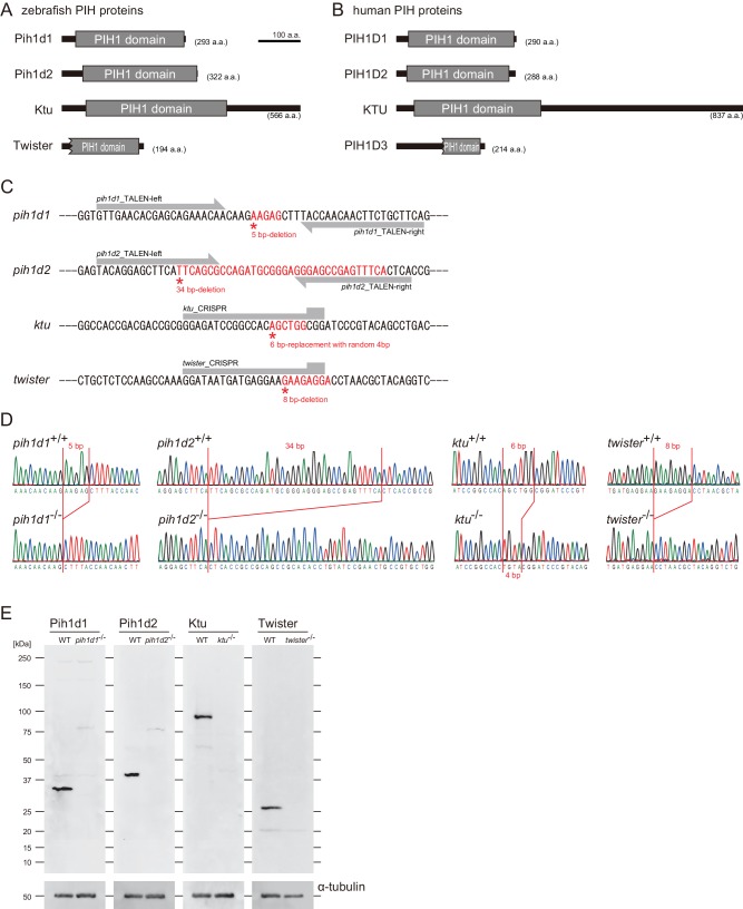 Figure 1—figure supplement 1.