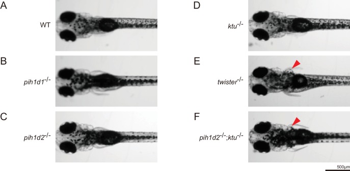 Figure 7—figure supplement 1.