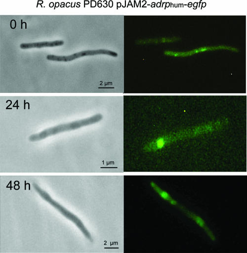 FIG. 4.