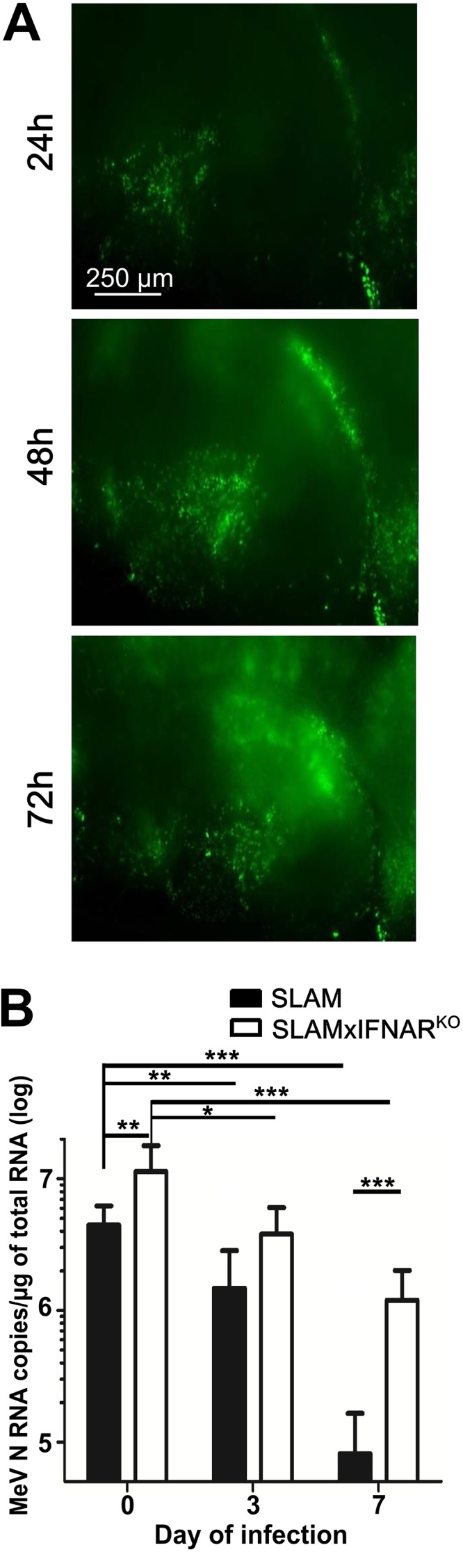 FIG 1