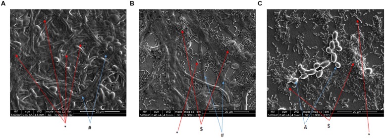 FIGURE 3