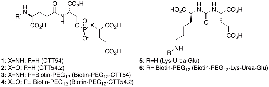 A Method to Determine the Mode of Binding for GCPII Inhibitors using ...