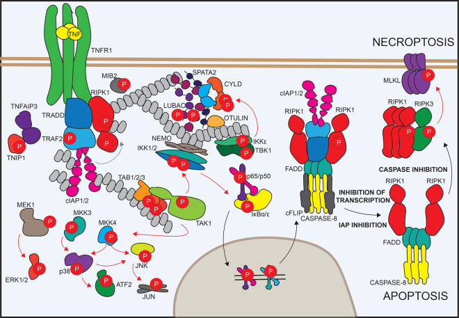 Figure 1.