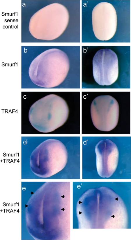 Figure 10.