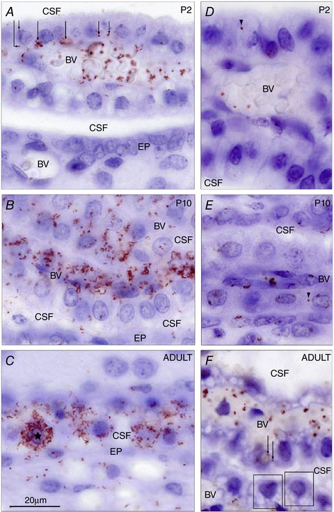 Figure 9