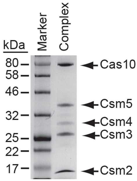 Figure 5.