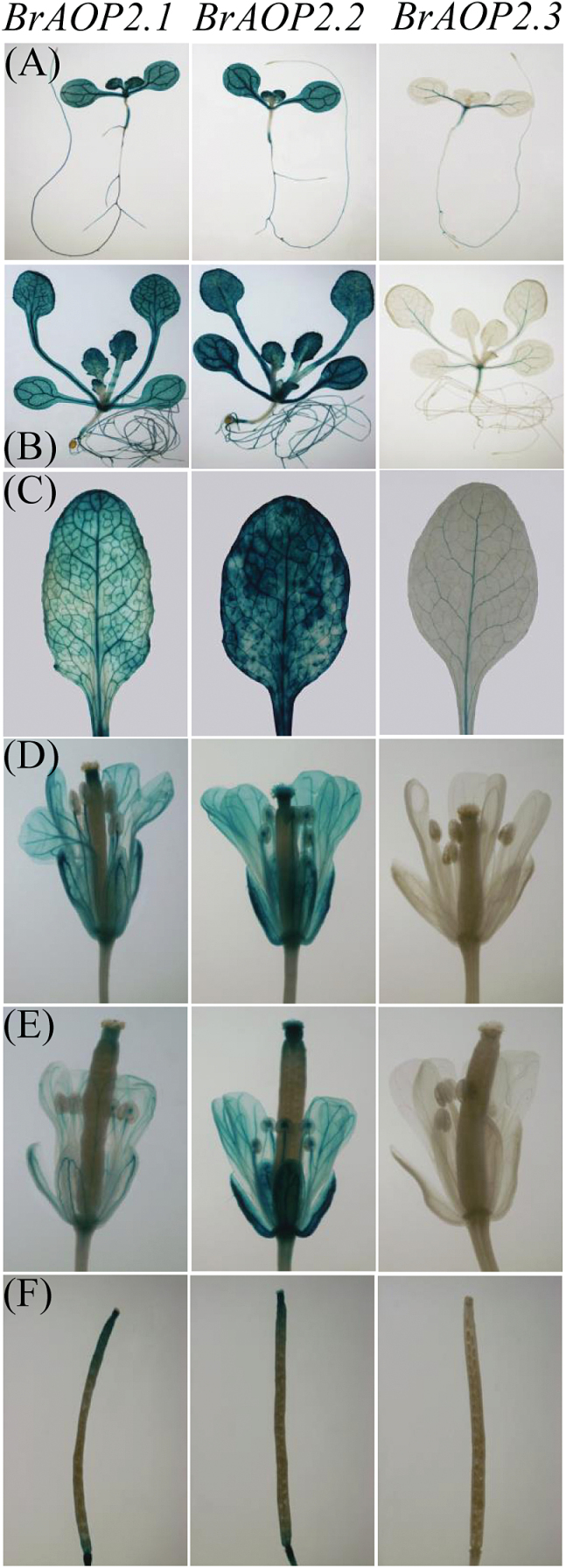 Fig. 9.