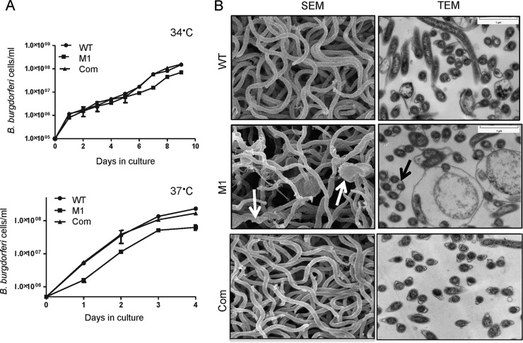 FIG 3