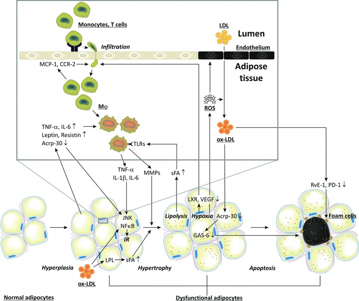 Fig 3